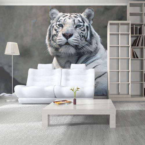 Papier peint - Tigre du Bengale au zoo - Décoration, image, art
