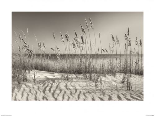 Dunes Poster Reproduction - Dune Grass, Dennis Frates (60x80 cm)