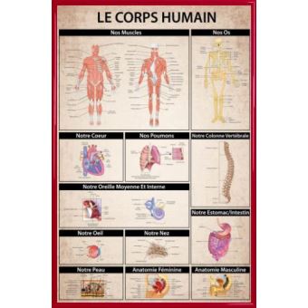 Modèle Anatomique Musculaire Humain 50 Cm - Plastique, Pour Cosmétologie Ou étude