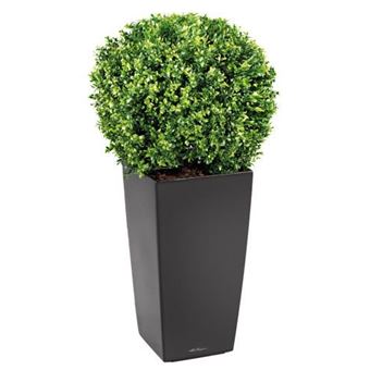 Cuxin Engrais Spécial Buis 3 Kg – Feuilles Vert Intense & Croissance Vigoureuse Avec Chaux D'Algues Marines