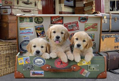Puzzle 3 Chiots Dans La Valise 500 Pieces Collection Animaux Educa 17645 - vue 2