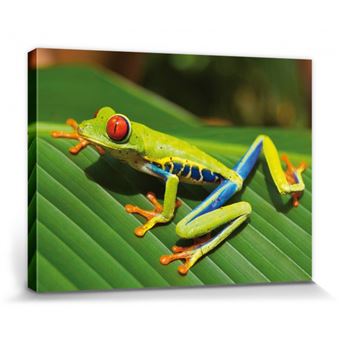 Grenouilles Poster Reproduction Sur Toile Tendue Sur Chassis Rainette Aux Yeux Rouges Sur Une Feuille Verte 30x40 Cm Achat Prix Fnac