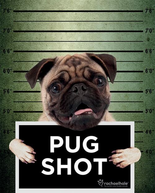 Chiens Mini Poster - Pug Shot Banjo, Rachael Hale (50x40 cm)