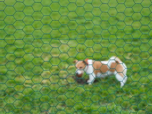 Grillage en maille hexagonale 25mm H1xL2,5m acier galvanisé vert