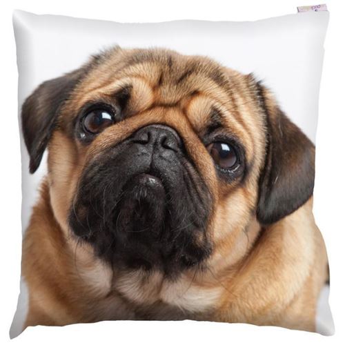 Coussin - photo de carlin - 50 x 50cm