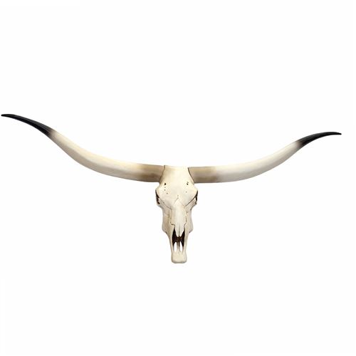 Crâne de décoration vache MENDLER HWC-D32 103x43x11cm