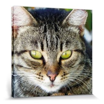 Chats Poster Reproduction Sur Toile Tendue Sur Chassis Chat Tigre De Pres 70x70 Cm Autre Poster Top Prix Fnac