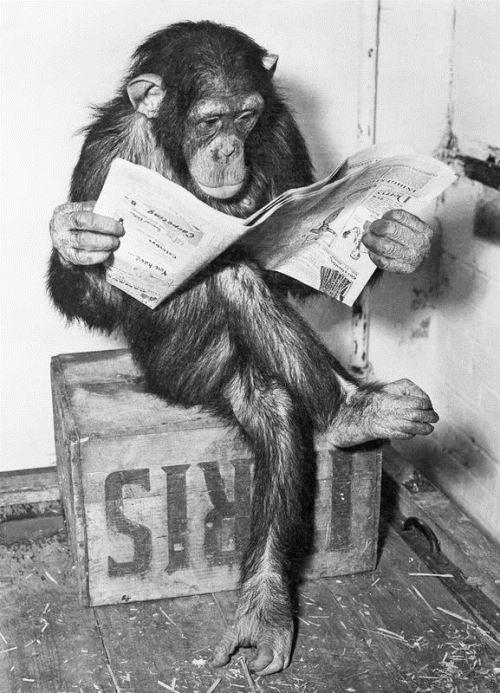 Poster affiche enroulé Schimpanse liest Zeitung Chimpanzee reading newspaper 91.5 x 61cm