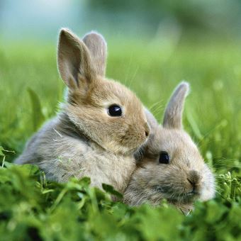 Puzzles 3 x 49 pièces Ravensburger Mignons petits lapins