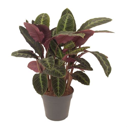 Plante d'intérieur de Botanicly – Calathea Warscewiczii – Hauteur: 80 cm