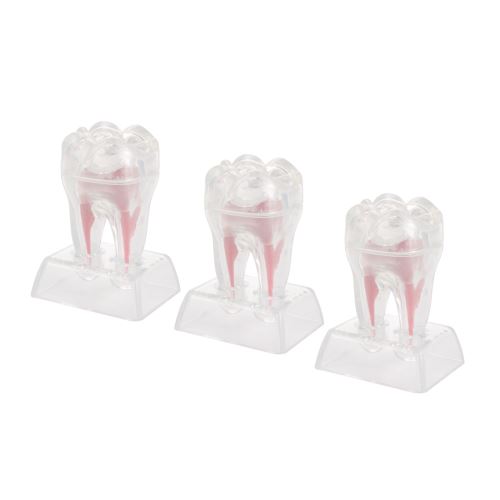 3pcs Dentisterie Dentaire Base De Cristal En Plastique Dur Separable Dent Molaire Modeles Bi1210 Hygiene Et Sante Pour Chat Achat Prix Fnac