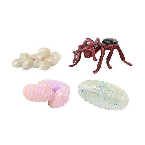 Insect Lore Ant Life Cycle Toy - 4 Piece Set Shows Life Cycle Of An Ant