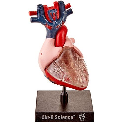 Bio Signs Human Anatomy - Heart