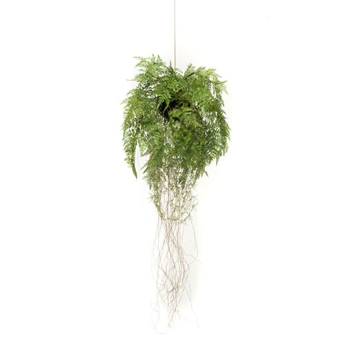 Emerald Fougère artificielle suspendue avec racines 35 cm