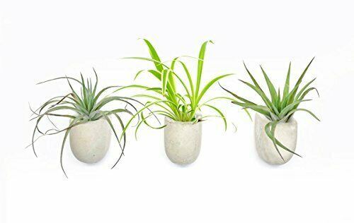 Planteurs magnétiques en béton