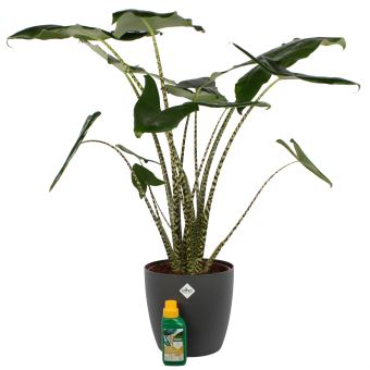 Plante D Interieur De Botanicly Oreille D Elephant En Pot De Fleur Anthracite 250 Ml D Engrais Comme Un Ensemble Hauteur 100 Cm Alocasia Zebrina Plantes Graines Et Bulbes Achat Prix Fnac