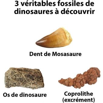 Kit de Fouille National Geographic Fossiles de Dinosaures