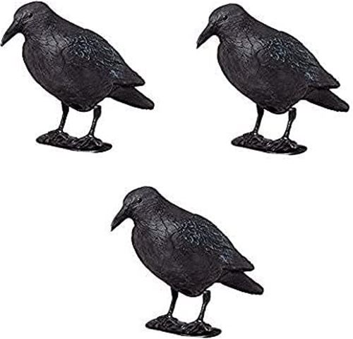CORVEX ( Répulsif :Corbeau - Pigeon - Taupin - Sanglier)