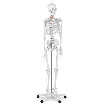 Jago® Modèle Anatomique du Squelette Humain - 181,5 cm, Grandeur