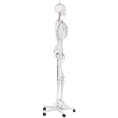 Squelette taille grandeur nature modèle anatomique du squelette humain  181cm