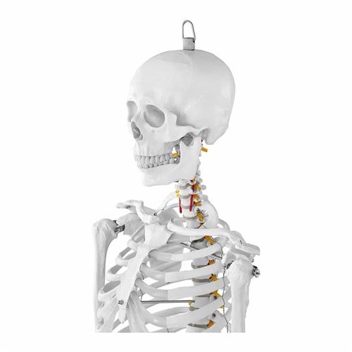 Mini maquette du squelette humain - 45 cm - Échelle 1:4