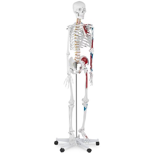 Maquette Squelette Humain Modèle Anatomique Grandeur Nature Affiche Poster 180Cm