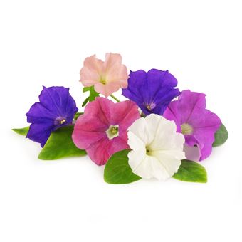 Lingot Véritable Pétunia