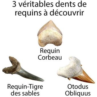 Kit De Fouille De Dents De Requin EggBox - 1 Vraie Dent + 8 Répliques, Pour Enfants 6-12 Ans
