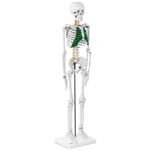 TECTAKE Squelette Grandeur Nature Détaillé, Modèle Anatomique