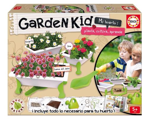 Potager urbain: Cosmo Japon-Marguerite-Zinn