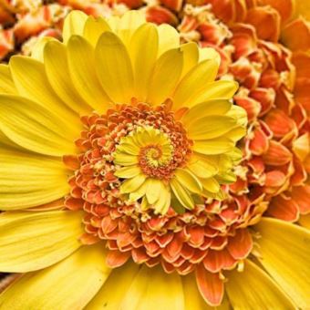 30 Graines de Marguerite Jaune Daisy Bonsai Rare Graines De Fleurs Bellis Perennis Ornementales Fleurs , Plantes, graines et bulbes , Achat \u0026 prix