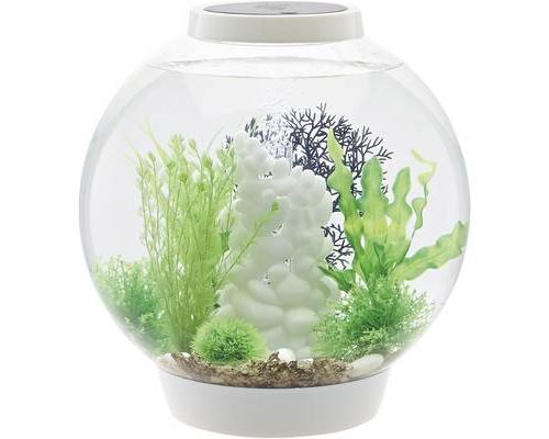 Meilleurs prix pour Aquarium 30 l Oase 72007 avec éclairage LED