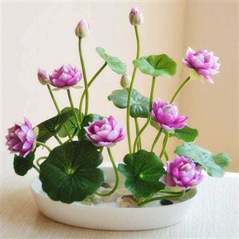 Sholdnut 5pcs Sac Graines Nain Fleur De Lotus Couleurs Melangees