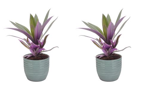 Plantes d'intérieur de Botanicly – 2 × Misère pourpre en pot céramique bleu vert 'Bergamo' comme un ensemble – Hauteur: 25 cm – Tradescantia Purpurea