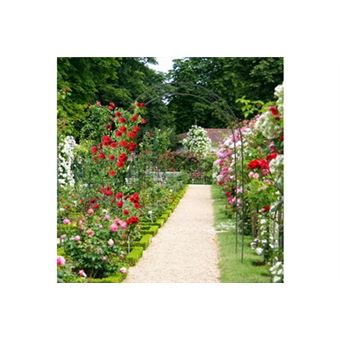 Arche à rosiers tuteur roses arche de jardin arceau rosiers support plantes  grimpantes vert 2,3 m - Accessoires de culture à la Fnac