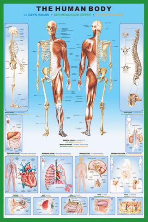 Le Corps Humain Poster - Anatomie (91x61 cm)