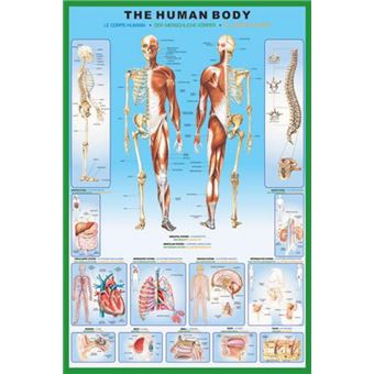 Affiche Anatomie PL13 Buste de Femme - Salam Editions