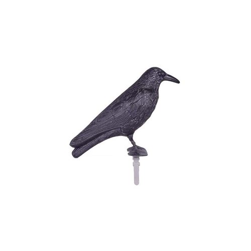 Corbeau Pigeon achat / vente de Corbeau pas cher