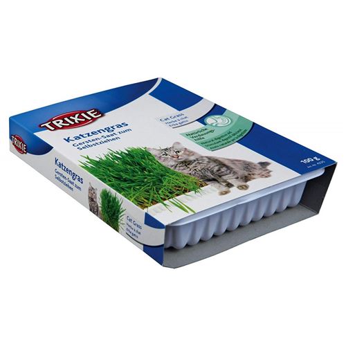 Herbe à chat, barquette de 100g.