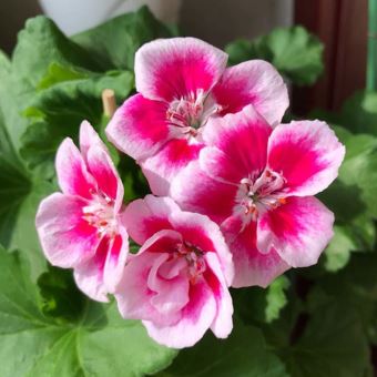 50 Graine De Rose Fleurs Parfumées Graines De Fleurs Rose