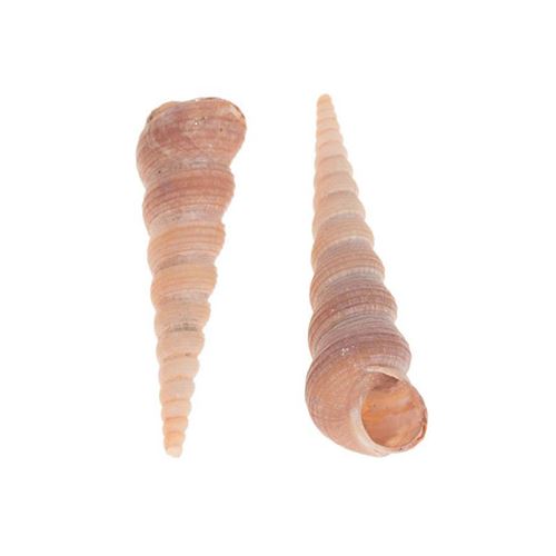 Coquilles Toretella, 430gr.