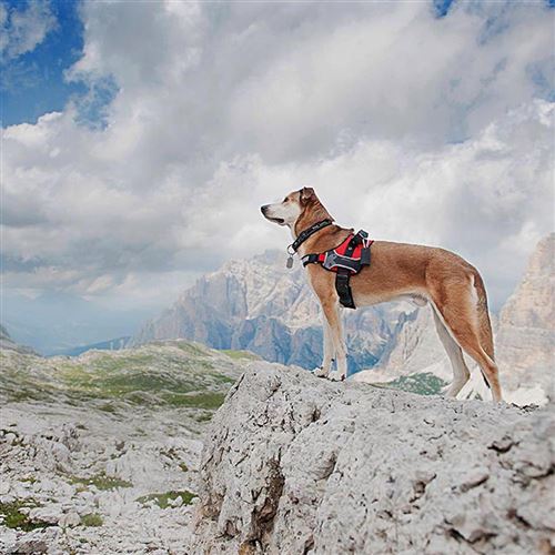 Harnais Pour Chiens Hercules Medium Rembourre Resistant Anti Griffures Visible Dans L Obscurite Avec Poignee Colliers Harnais Et Laisses Pour Chien Achat Prix Fnac
