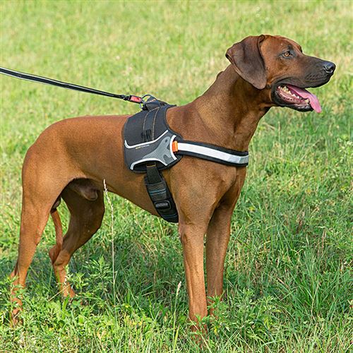 Harnais Pour Chiens Hercules Medium Rembourre Resistant Anti Griffures Visible Dans L Obscurite Avec Poignee Colliers Harnais Et Laisses Pour Chien Achat Prix Fnac