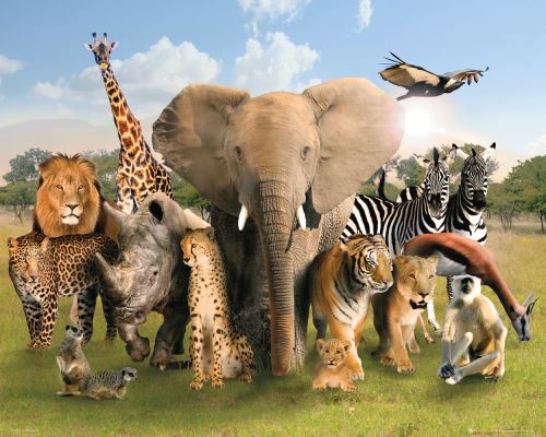 Affiche Mini Monde Sauvage Groupe 40x50cm