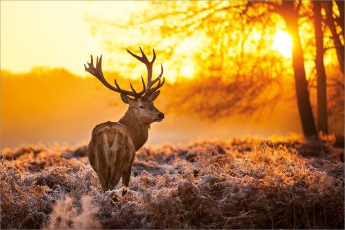 Maxi Poster 91,5 x 61 cm Golden Stag