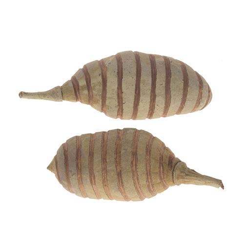 Fruit de décoration Baobab Spiral, 5pcs.