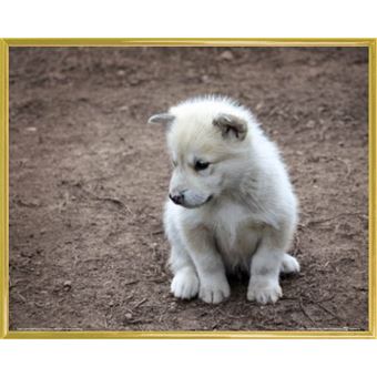 Poster Reproduction Encadre Chiens Petit Chiot Du Groenland 40x50 Cm Cadre Plastique Or Poster Affiche Encadre Top Prix Fnac