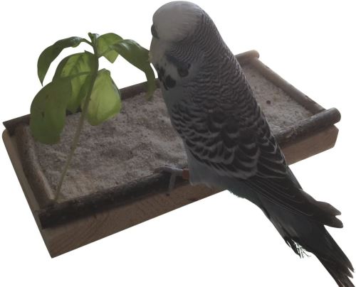 Super Siège Planche 20x10cm avec bois naturel pour perruche calopsitte platforme pour Cage a Oiseaux perroquet plateau, accessoires d'oiseaux allonger, asseoir, dormir