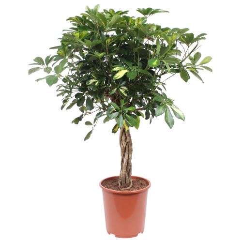 Plante d'intérieur de Botanicly – Calathea Medaillon – Hauteur: 80 cm
