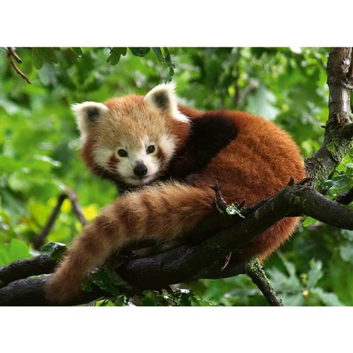 Non Communiqué Puzzle 500 Pièces : Adorable Panda Roux